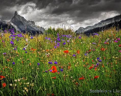 Wildflowers By Sebastian Luca Stable Diffusion OpenArt