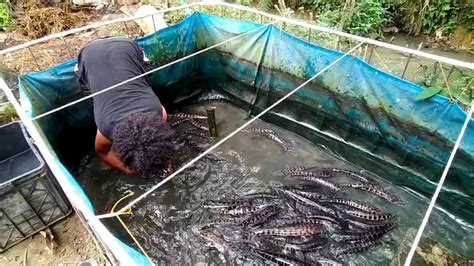 CARA BUDIDAYA IKAN TOMAN DI KOLAM TERPAL OMSET PULUHAN JUTA PERBULAN