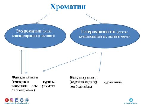 Хромосомалар - презентация онлайн