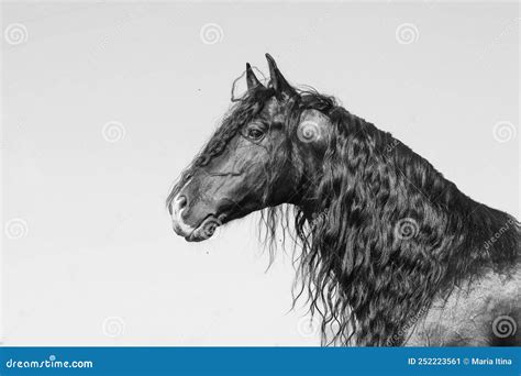 Beautiful Andalusian Stallion Portrait Stock Image Image Of Hoofed