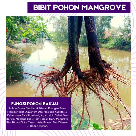 Pohon Bakau Atau Bibit Mangrove Siap Tanam Sudah Berdaun Dan Berakar