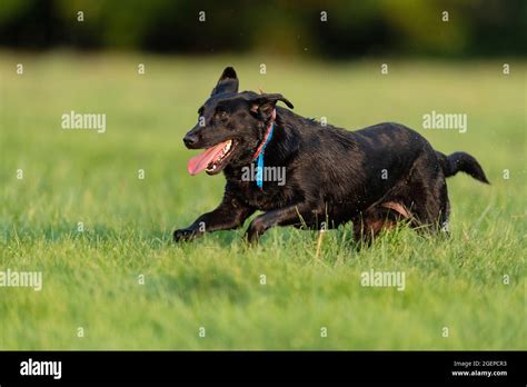 Training Labrador Retrievers Stock Photo Alamy