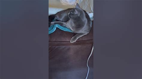 Put My Onyx On A Heating Pad 🔥 🔥 🔥🥰🥰🥰 Onyxmycat Catlover Catvideos