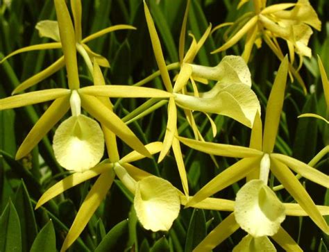 Brassocattleya Yellow Bird Brassocattleya Richard Mueller N X