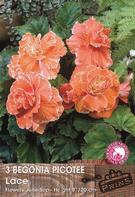 Begonia Picotee Lace Apricot WPC Prins Quality Bulbs Tubers Pack X3