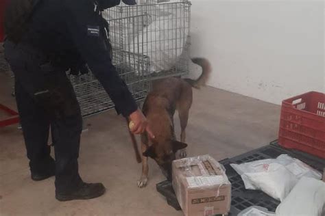 Agente canino detecta droga en paquetería de Cancún 5to Poder