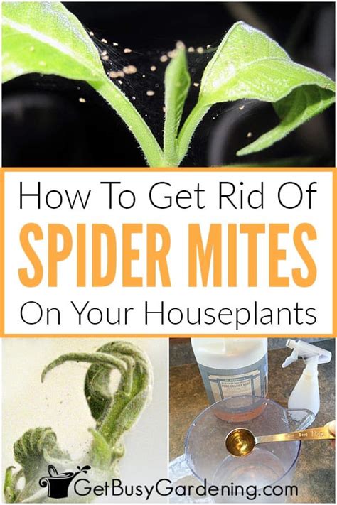 How To Get Rid Of Spider Mites On Indoor Plants, For Good! - Get Busy Gardening