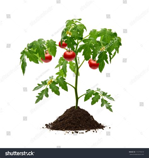 Tomato Plant Isolated Images Stock Photos Vectors Shutterstock