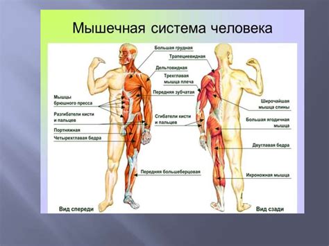 Основы анатомии. Функциональная анатомия (остеология, миология ...