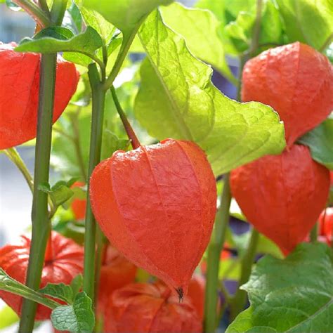 Amazon CHUXAY GARDEN Physalis Alkekengi Bladder Cherry Lantern