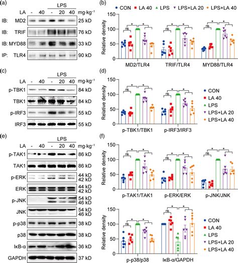 Licochalcone A Protects Against LPSinduced Inflammation And Acute Lung