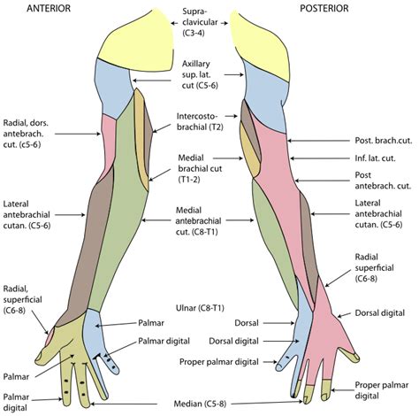 Lateral Cutaneous Nerve Of Forearm Wikipedia