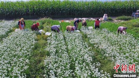 河北武邑调整种植结构 逾3000亩韭菜助农增收凤凰网河北凤凰网