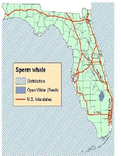 Sperm Whale Habitat Map