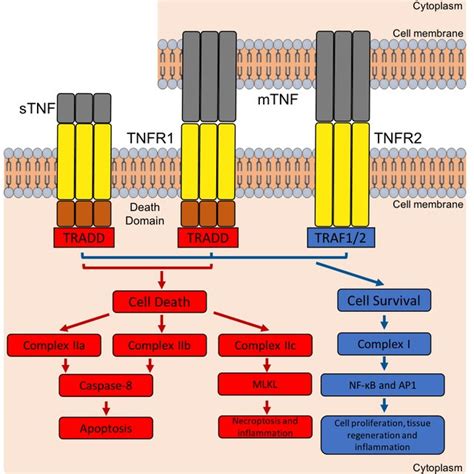 The Two Models Of Tnfr Signalling The Ligand Induced Trimerisation