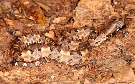 Hognosed Pit Viper Porthidium Nasutum Pit Viper Viper Viperidae