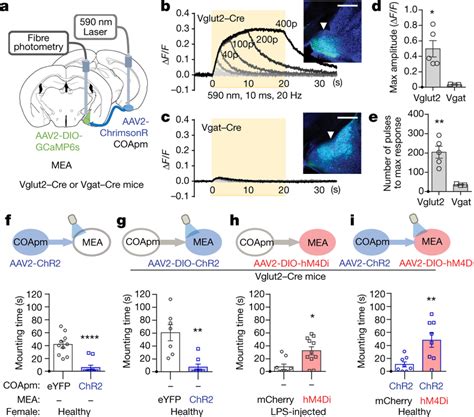 Coapm Projections To Mea Vglut2⁺ Neurons Mediate Suppression Of Mating