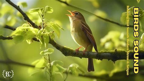 Birds Chirping Relaxing Natural Space Forest Birds Chirping