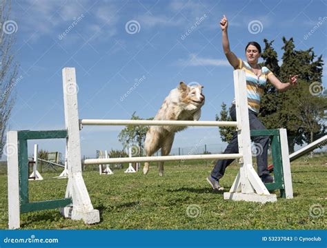 Border collie in agility stock image. Image of australian - 53237043