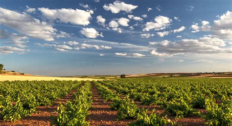 Visita Bodega Campos De Dulcinea De El Toboso Comida En Restaurante