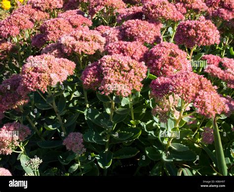 Showy Stonecrop Hi Res Stock Photography And Images Alamy