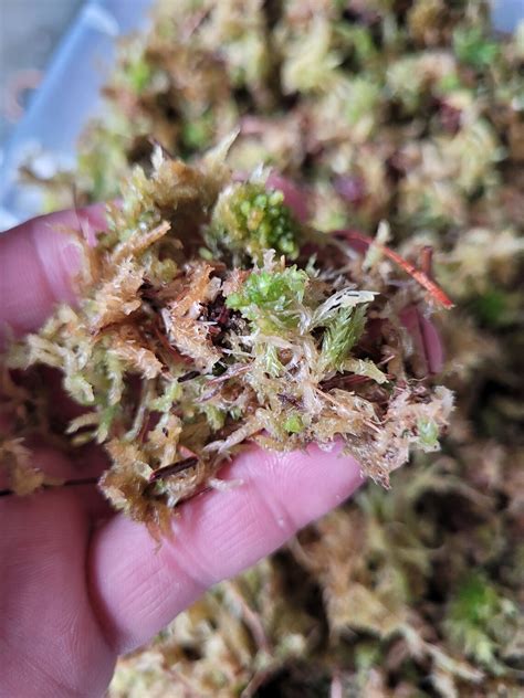 Chopped Live Long Fiber Sphagnum Moss Quart Size Etsy