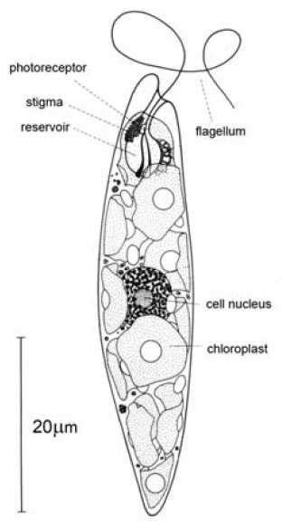 9 Labelled Diagram Of Euglena DaljeetAjwa