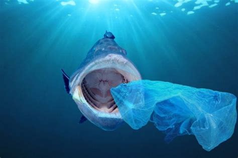 Microplastiche Nel Cibo Dove Si Trovano Cosa Comportano E Come Difendersi