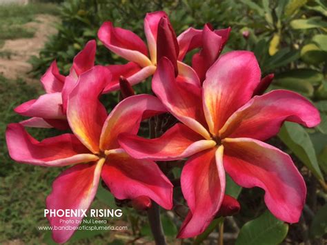 Phoenix Rising Plumeria By Nui