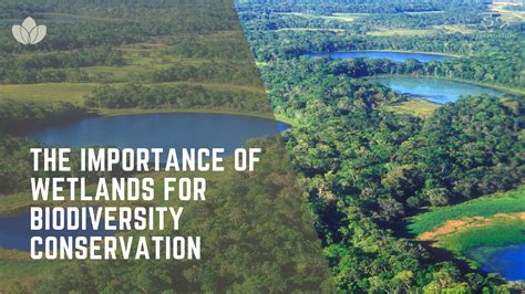 The Importance Of Wetlands For Biodiversity Conservation Itra Foundation