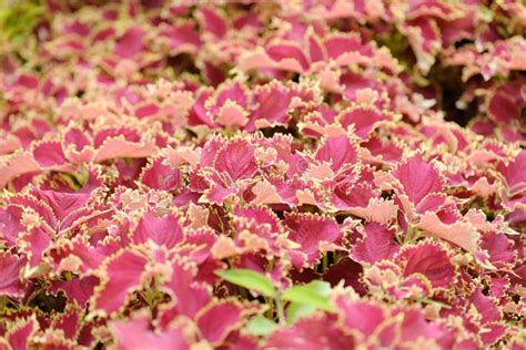 Red Leaves Plant (Coleus) - Red Leaf Houseplants Stock Photo - Image of ...