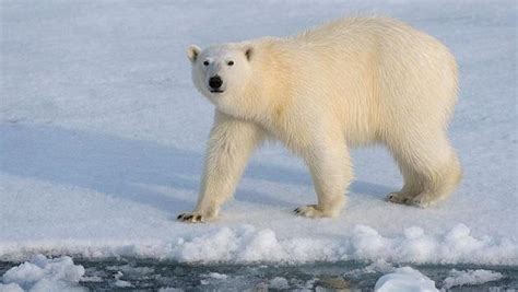 Urso polar características e comportamento Toda Matéria