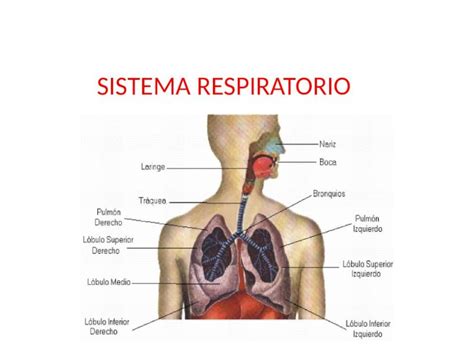 PPTX Sistema Respiratorio DOKUMEN TIPS