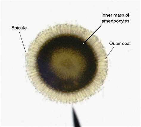 Resch Chris Histology Page