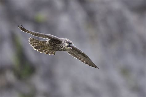 Peregrine Juvenile Peregrine Clive Jones Flickr