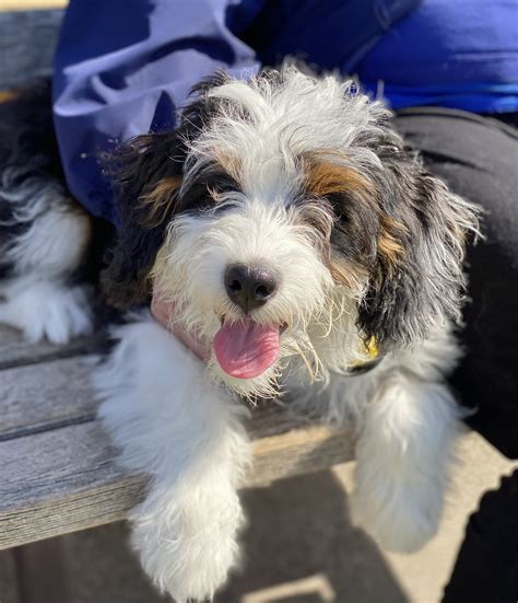 Bernese Mountain Poodle Mix Puppies