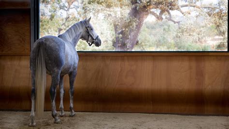 Enhancing Arena Safety With A Curved Horse Arena Kick Wall