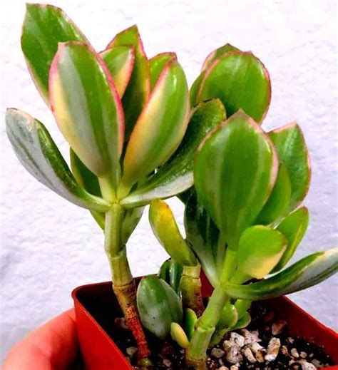 Jade Plant Succulent Hummel S Sunset Variegated Tricolored Jade Plant