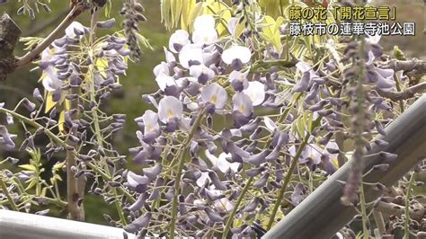 静岡県藤枝市では「藤の花の開花宣言」 蓮華寺池公園には20種類250本の藤が植えられ15日から「藤まつり」が開催 Youtube