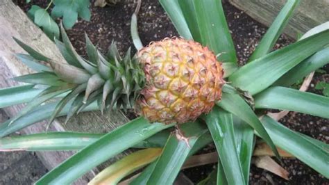 Tips On Growing Pineapplean Easy Guide On How To Grow Pineapple Plant