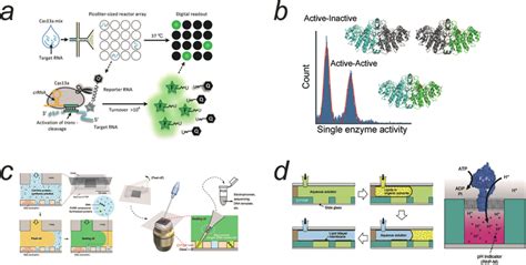 Applications Of Digital Bioassay A Digital Cas13 Assay For The Download Scientific Diagram