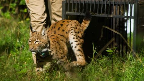 Europe's New Wild - The Missing Lynx - Twin Cities PBS