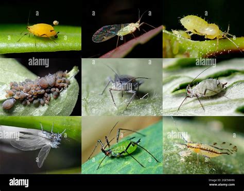 Nine Aphid Species Tubular Aphids Aphididae Species Diversity Biodiversity Pests Photo