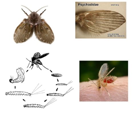 Lab 5 Nematoceran Flies Flashcards Quizlet