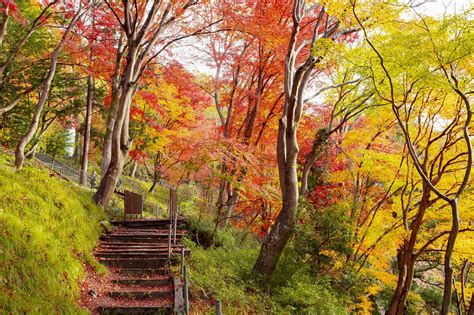 【2024年版】京都市のお金のかからない観光スポット30選！紅葉・散策・特別拝観など旅行好きな筆者が紹介｜アニーお祝い体験マガジン