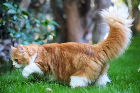 Cat Breeds With Fluffy Tails Info Pictures Facts History Catster