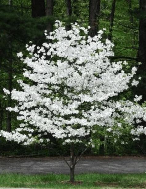 Dogwood white flowering Live Tree - Walmart.com