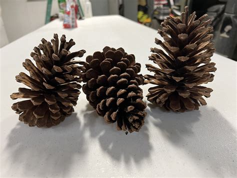 South Georgia Pine Cones Slash Loblolly Pines 25 Count Ebay