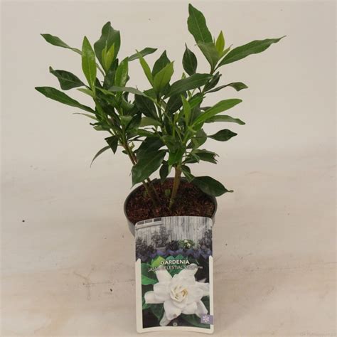 Gardenia Jasminoides Celestial Star Pflanzengro Handel Floraccess