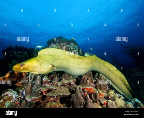 Funebris Gymnothorax Hi Res Stock Photography And Images Alamy